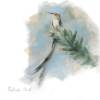 Cape Sugarbird
