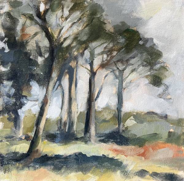'Vergelegen Pines No.1’